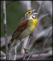 _6SB0378 dickcissel